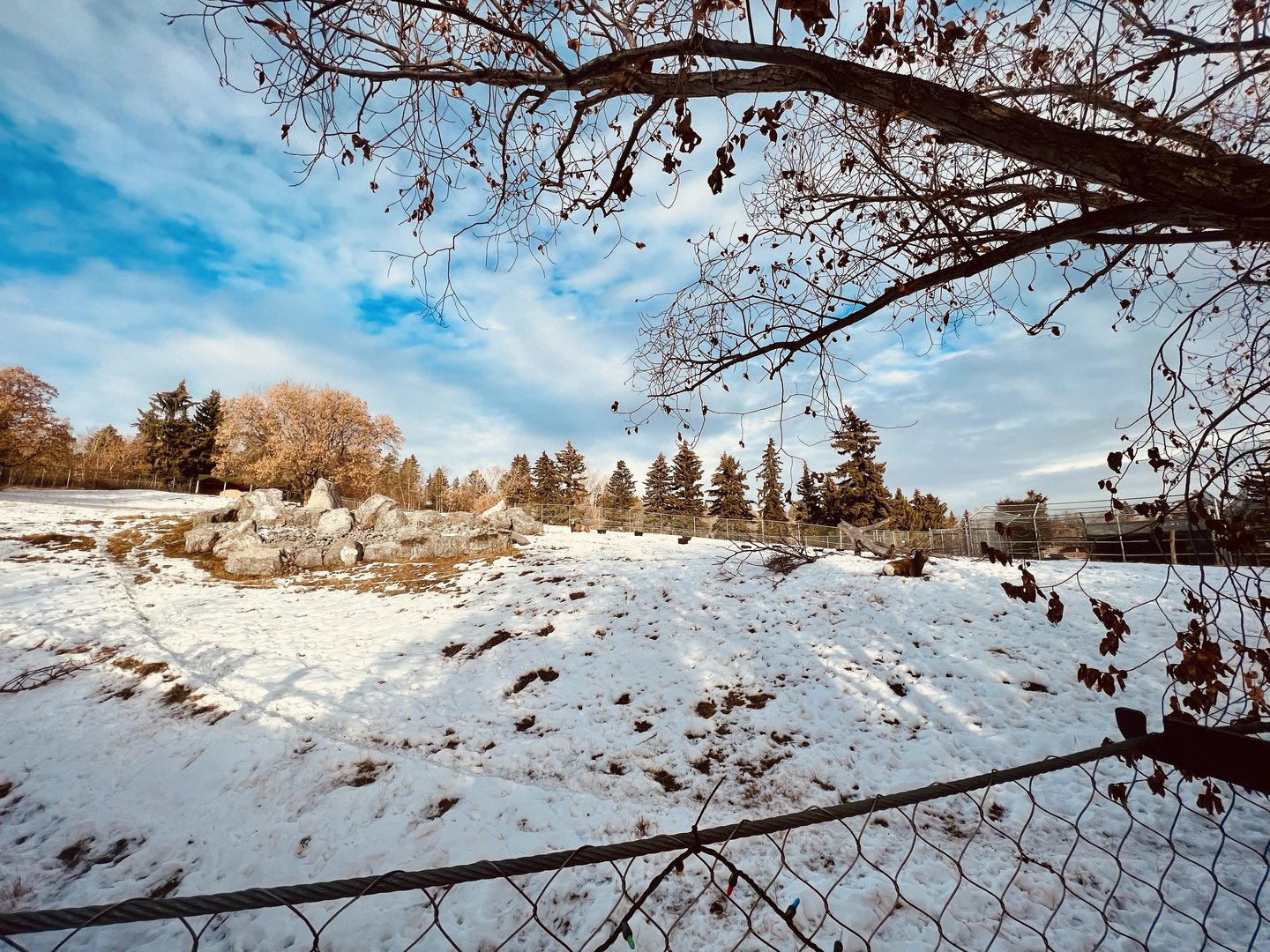Bighorn Sheep Exhibit