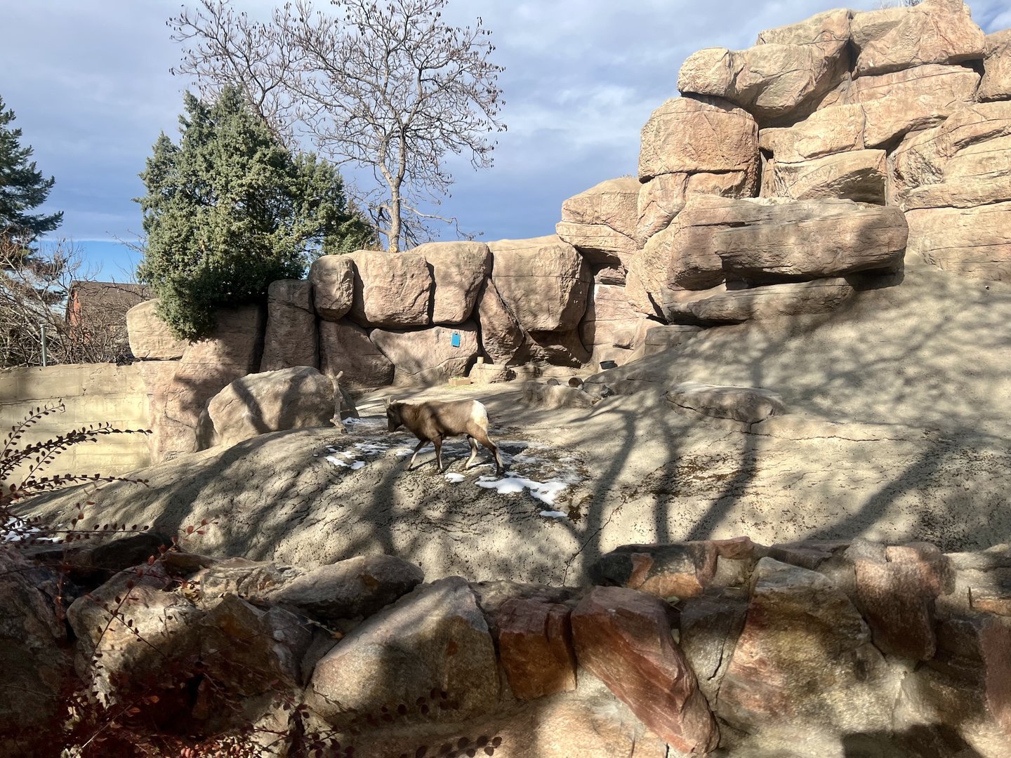 Bighorn Sheep Exhibit