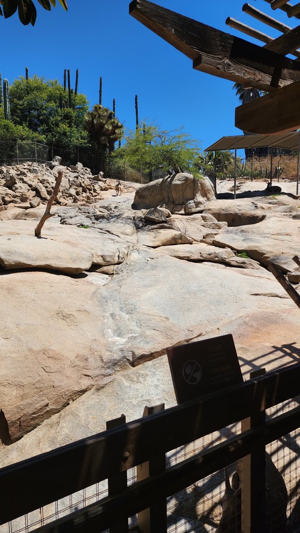 Bighorn Sheep Exhibit