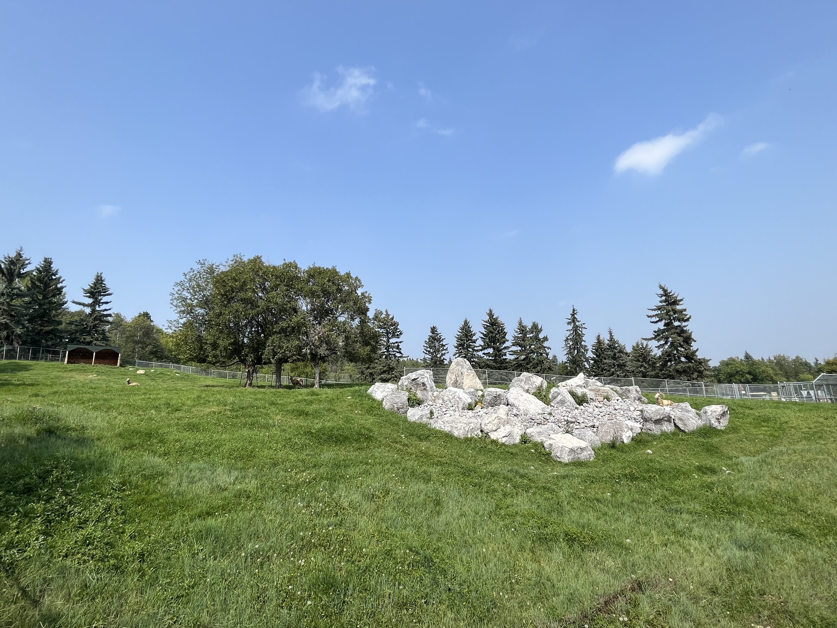 Bighorn Sheep Exhibit
