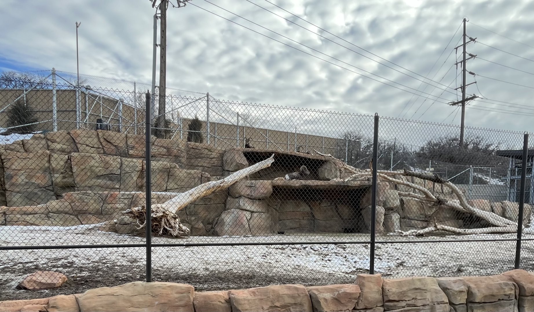 Bighorn sheep exhibit