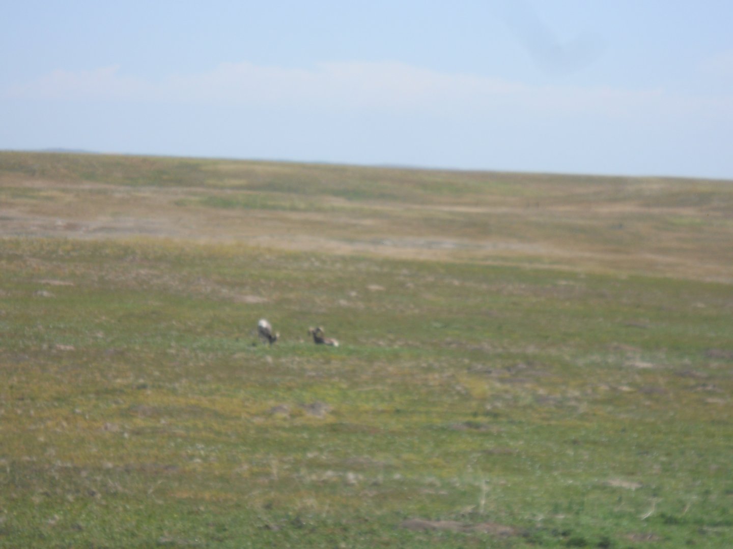 Bighorn sheep grazing among prairie dogs