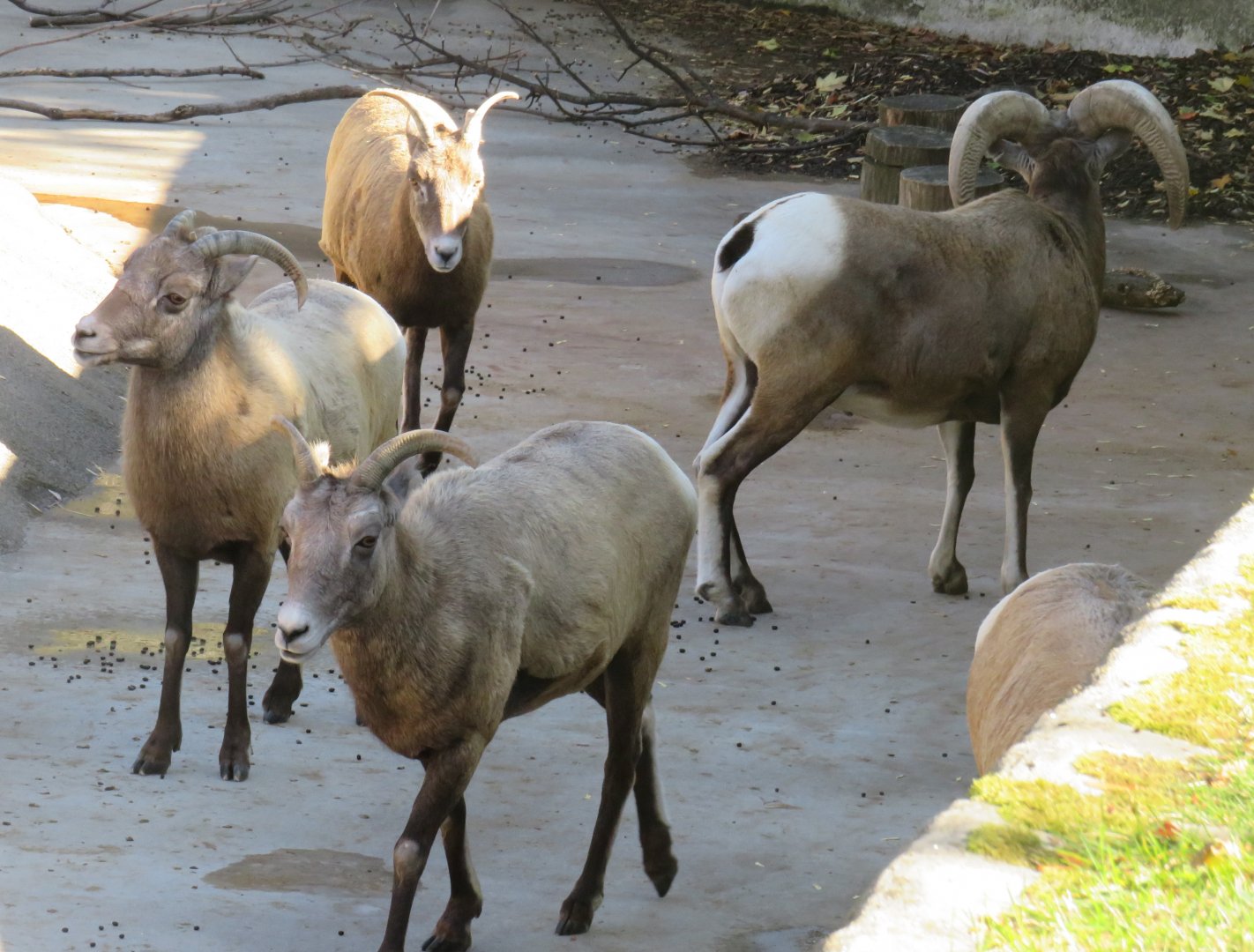 Bighorn sheep herd