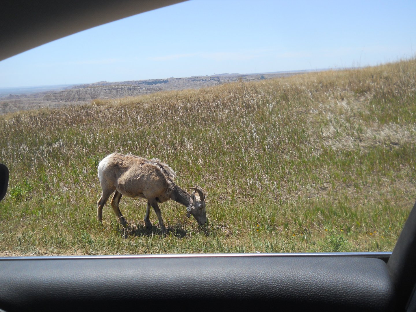 Bighorn sheep in Badlands National Park