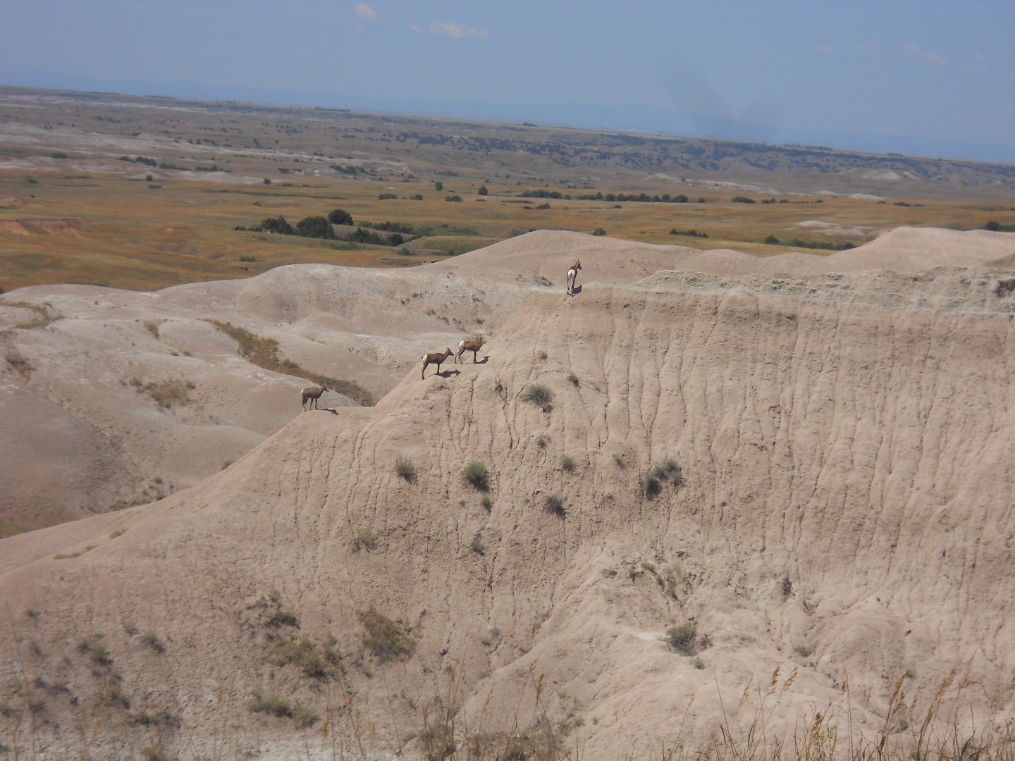Bighorn sheep in Badlands National Park