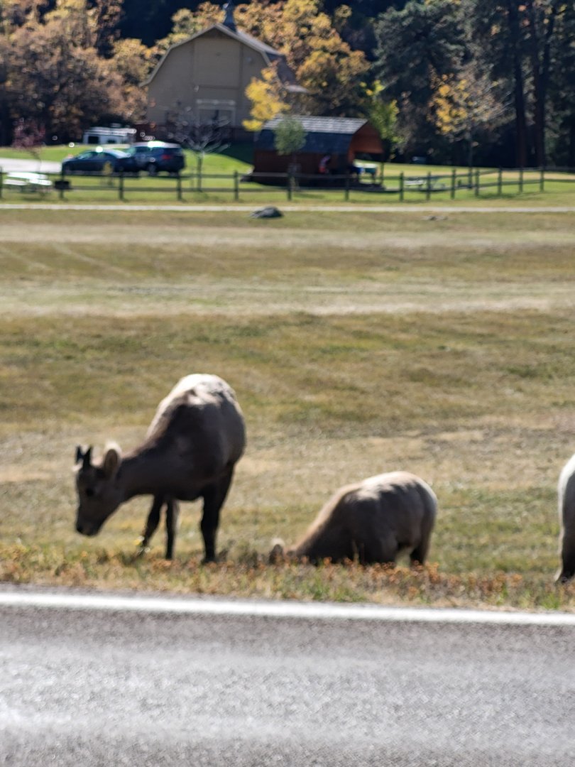 Bighorn sheep in Custer State Park, South Dakota