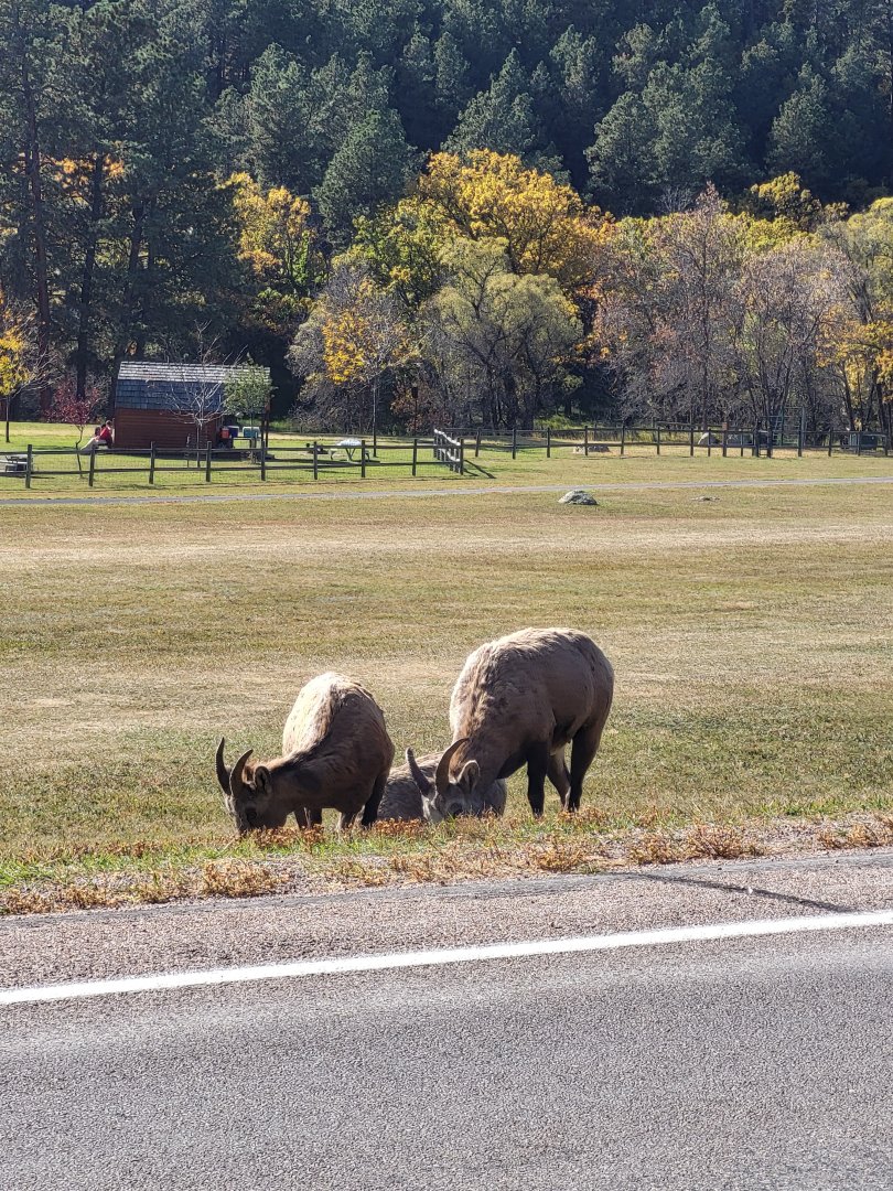 Bighorn sheep in Custer State Park, South Dakota