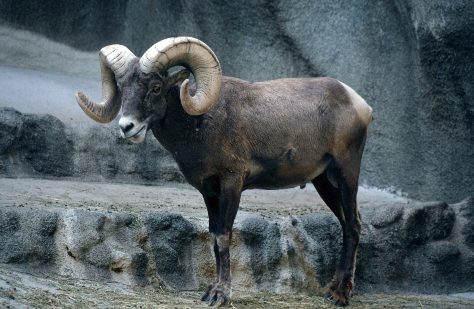 Bighorn sheep (July 1994)