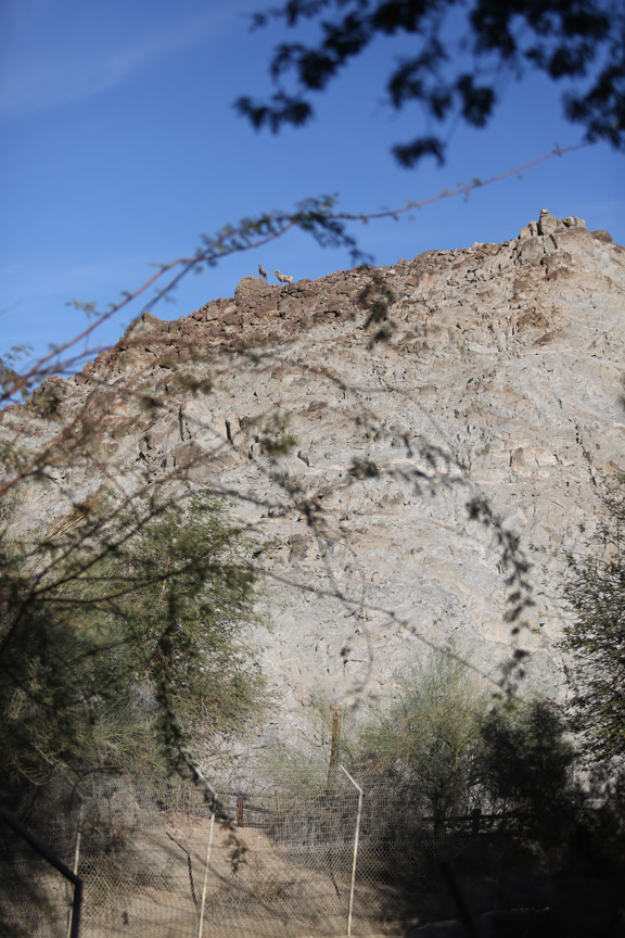 bighorn sheep mountain