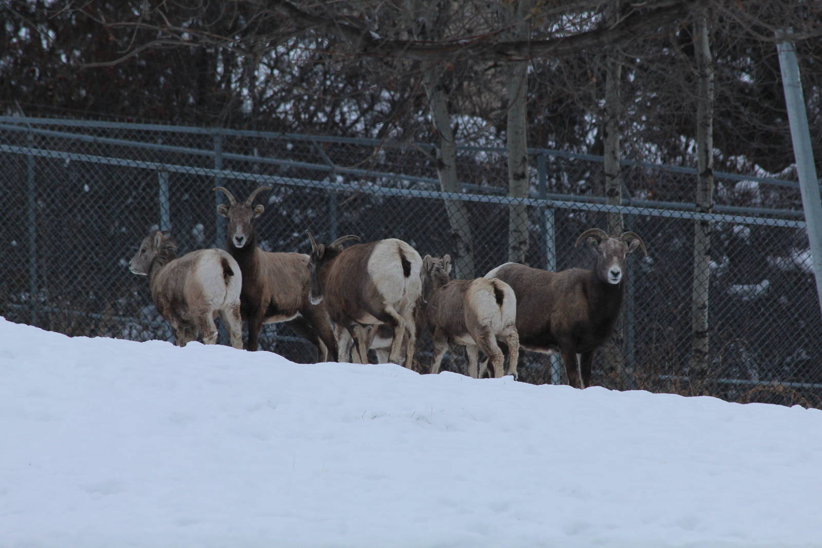 Bighorn Sheep - Nov 2012