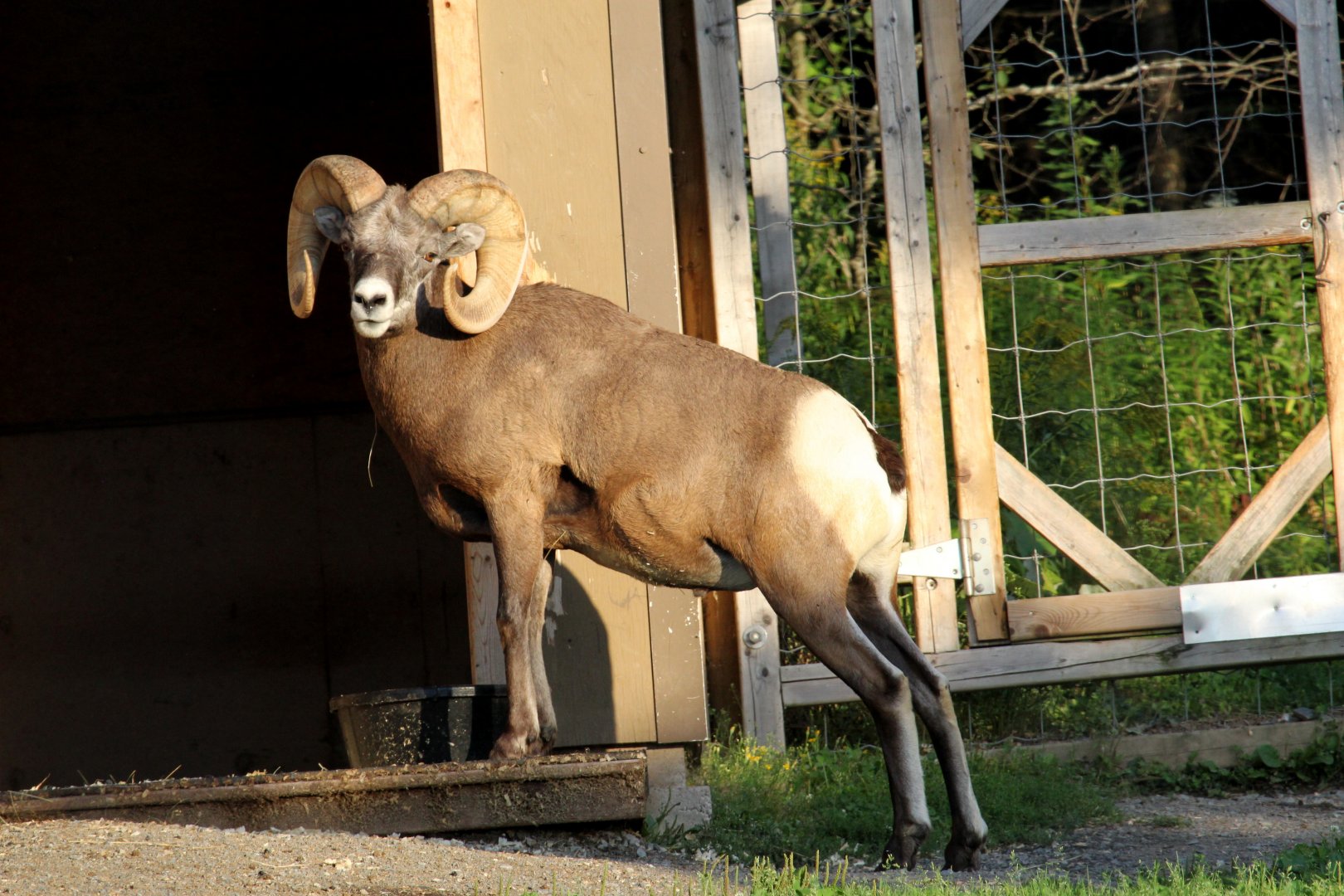 bighorn sheep (Ovis canadensis) male