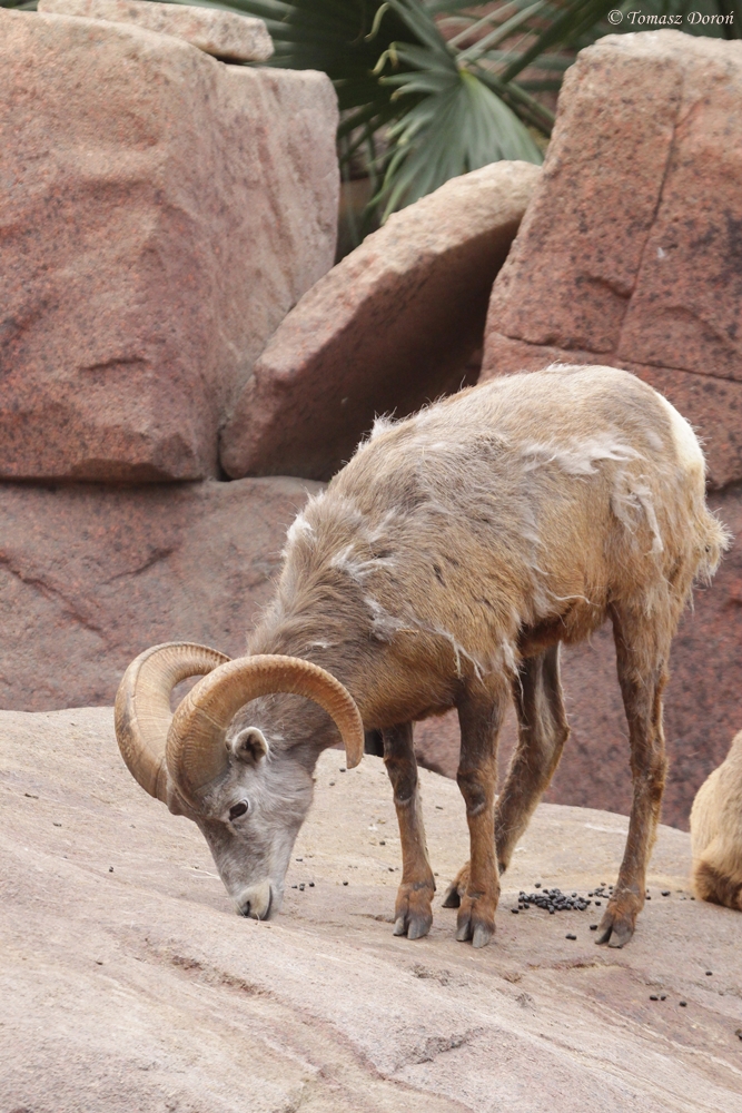 Bighorn Sheep (Ovis canadensis nelsoni)