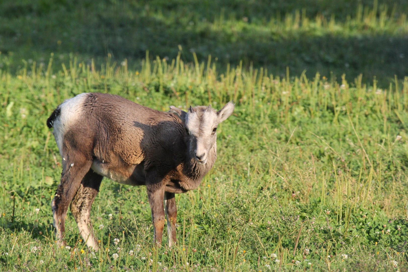 bighorn sheep (Ovis canadensis) young
