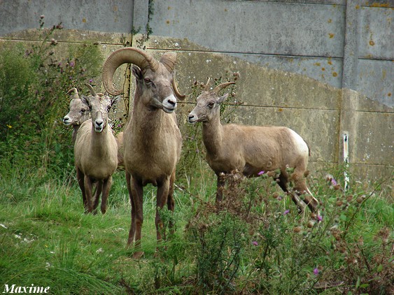 Bighorn sheep (Ovis canadensis)