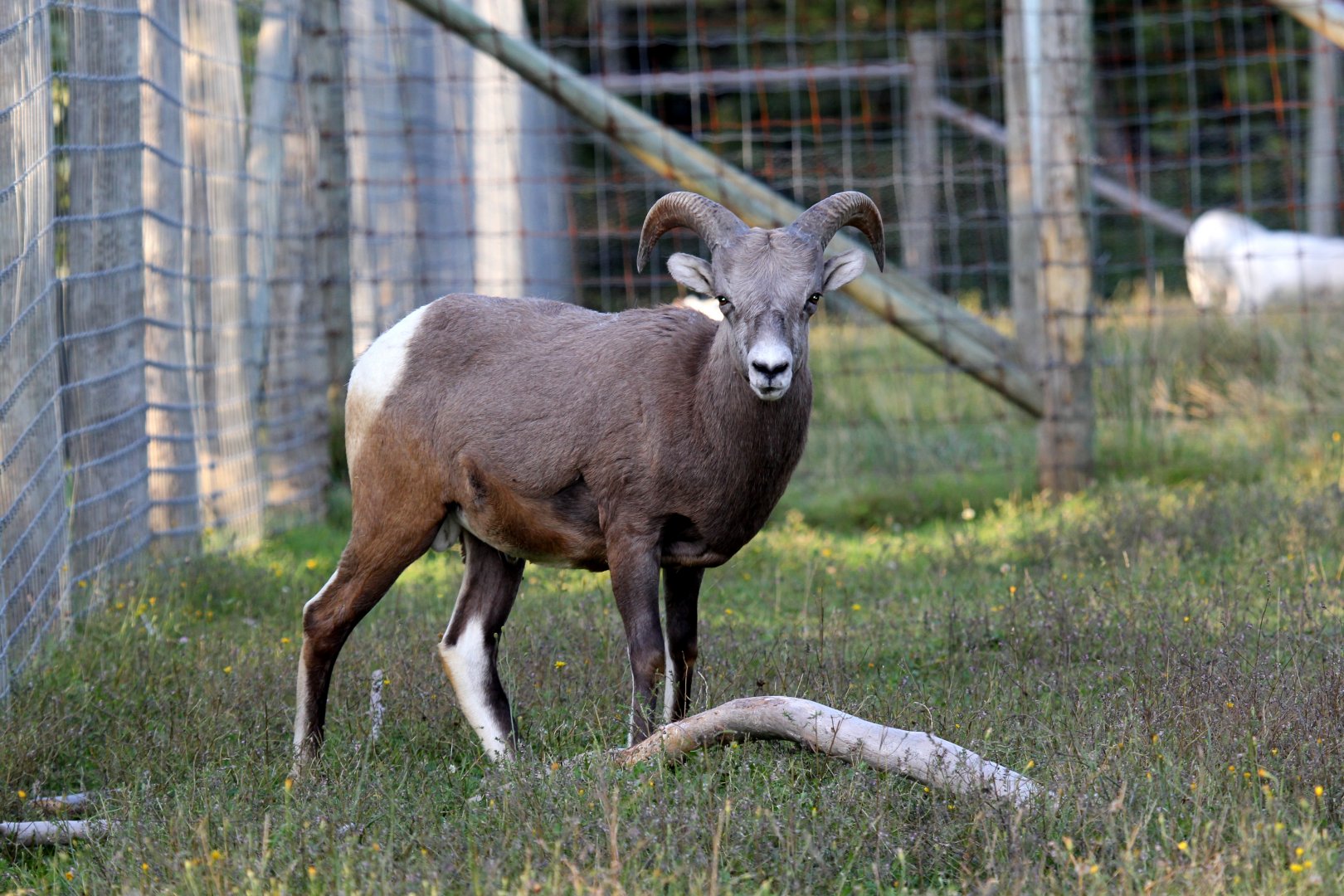 bighorn sheep (Ovis canadensis)