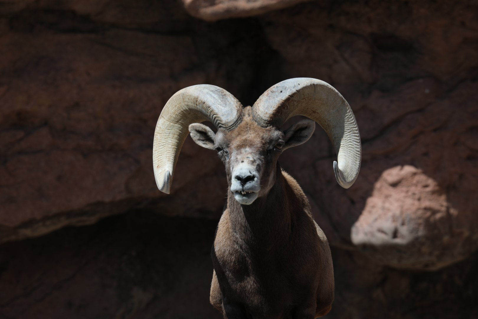 bighorn sheep (Ovis canadensis)