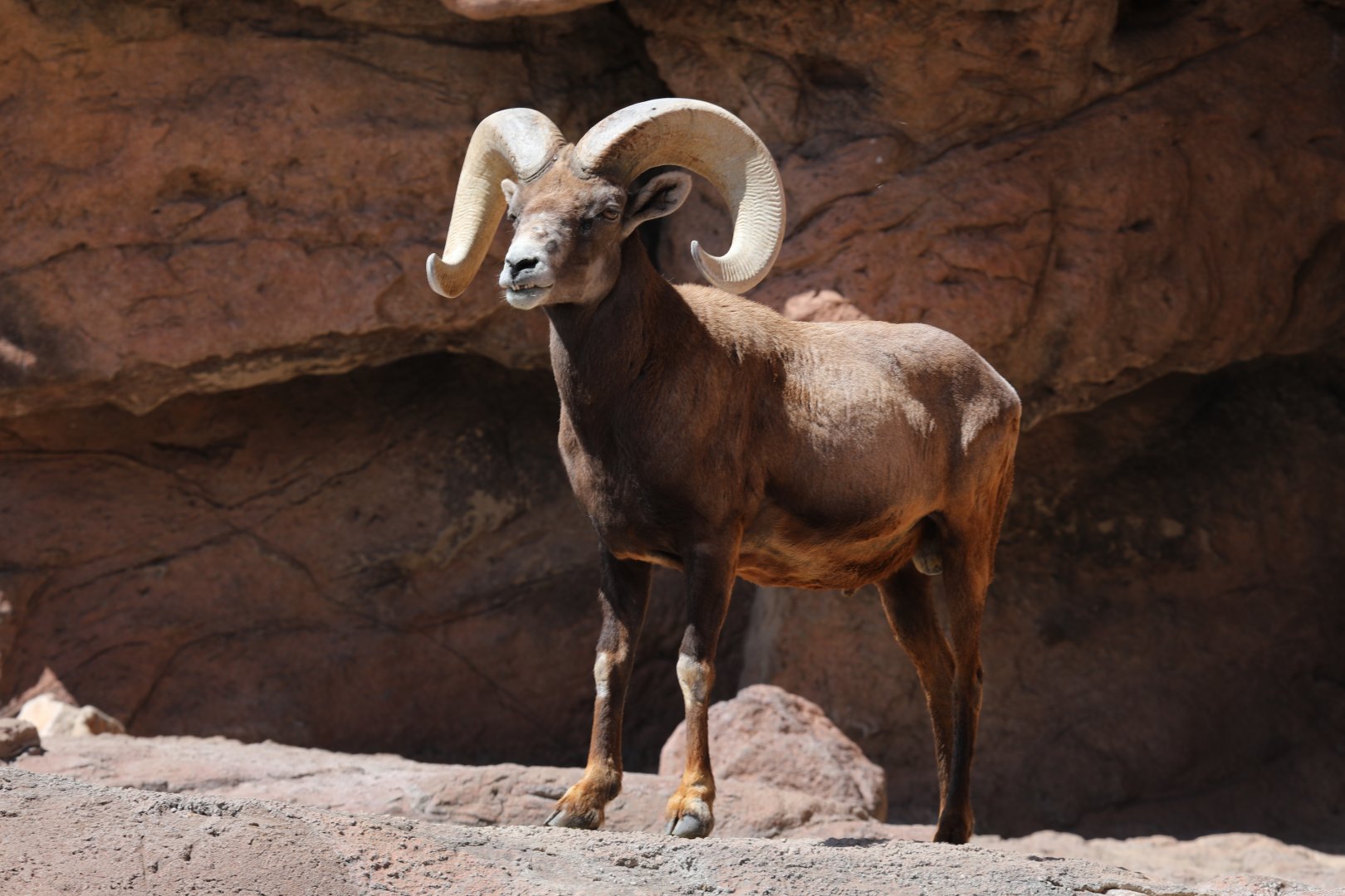 bighorn sheep (Ovis canadensis)