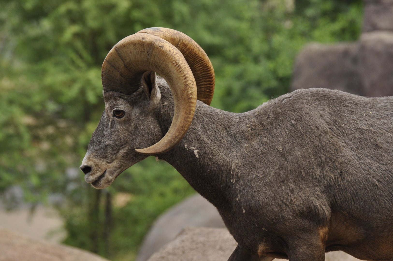 Bighorn sheep (Ovis canadensis)