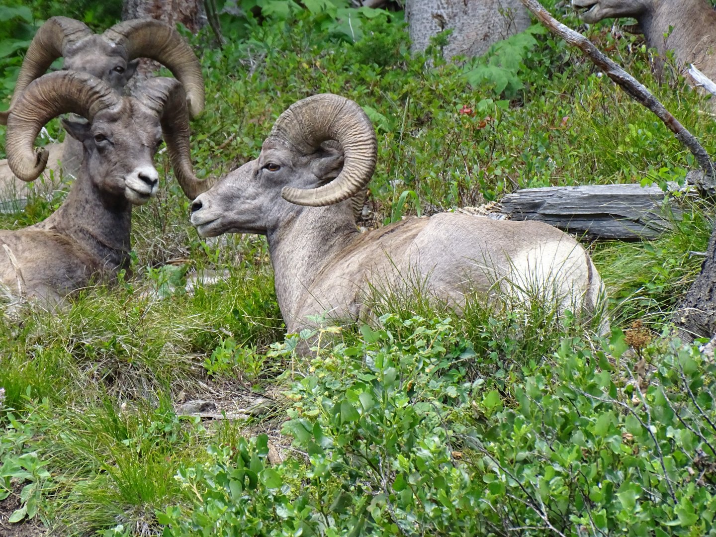 Bighorn sheep (Ovis canadensis)