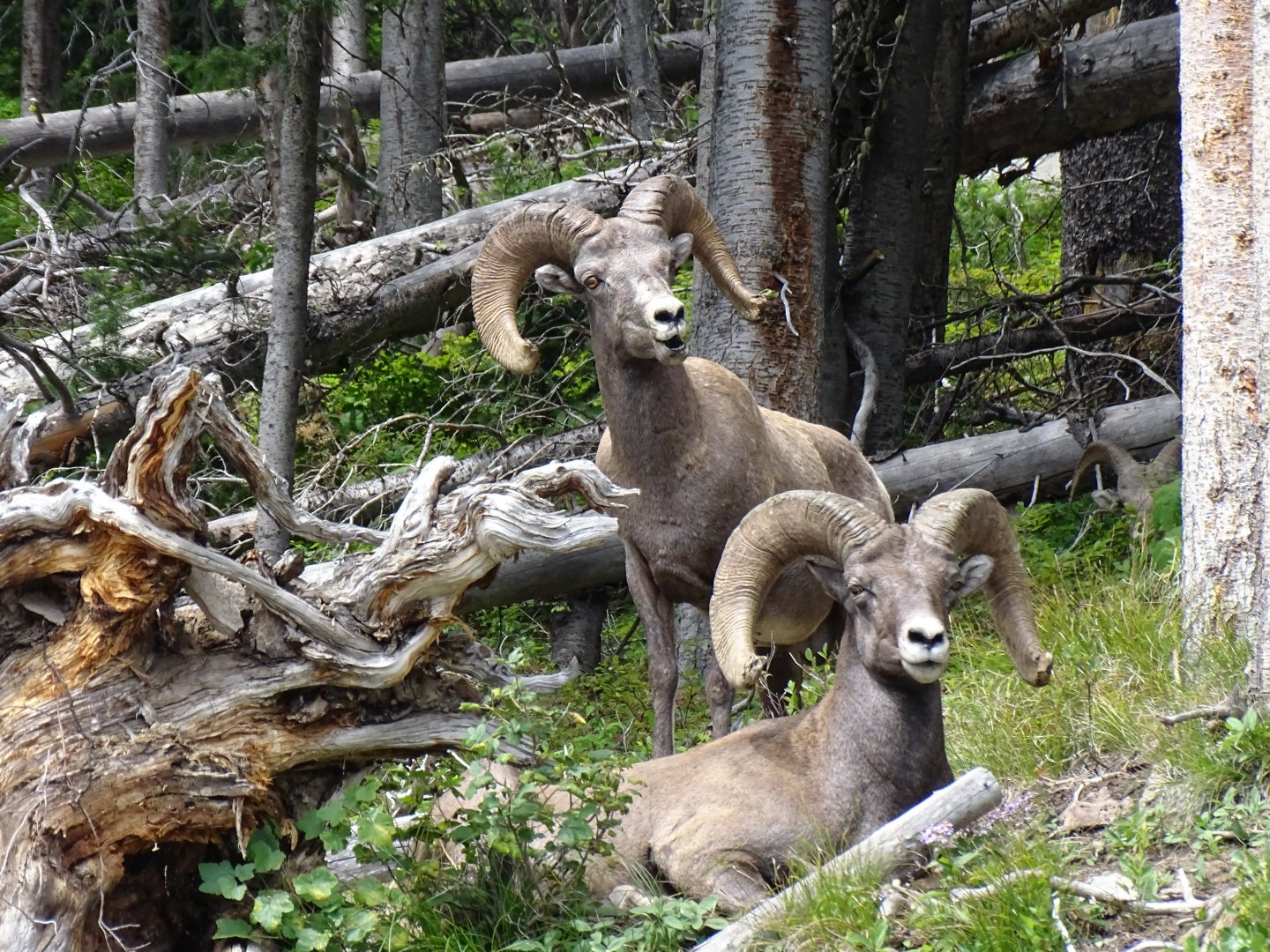 Bighorn sheep (Ovis canadensis)