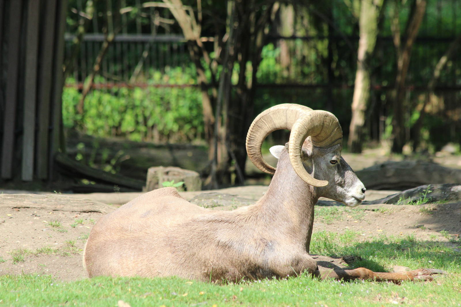 Bighorn Sheep - Prague Zoo, July 2013
