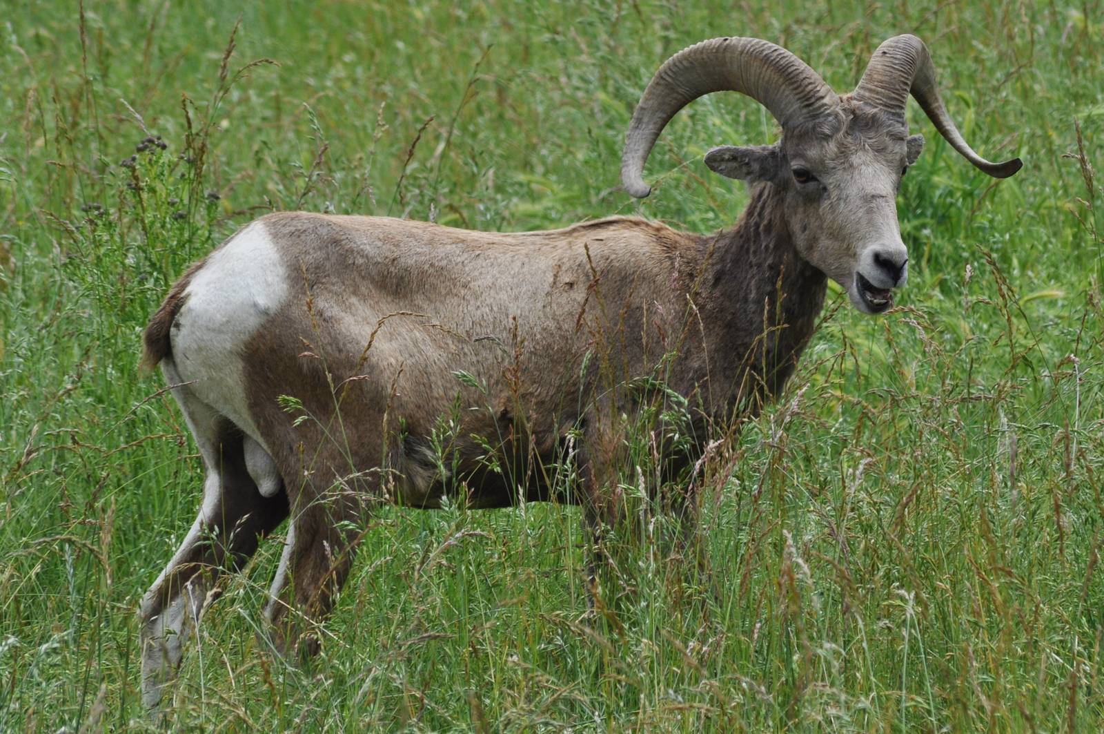 Bighorn Sheep Ram