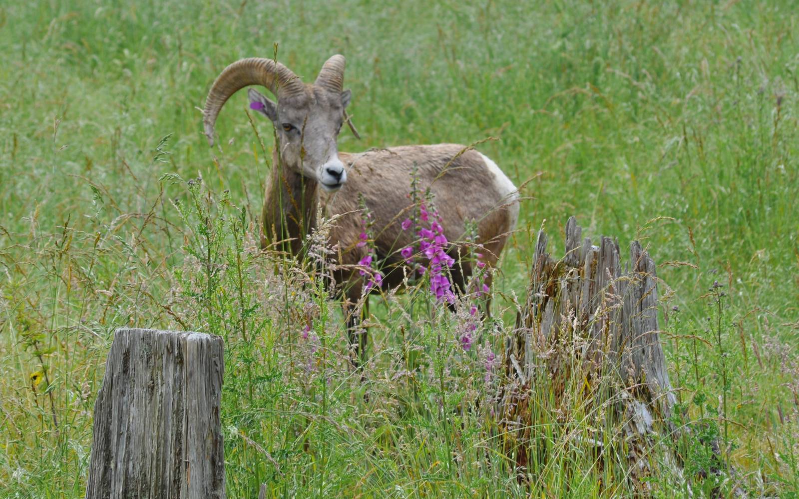 Bighorn Sheep Ram