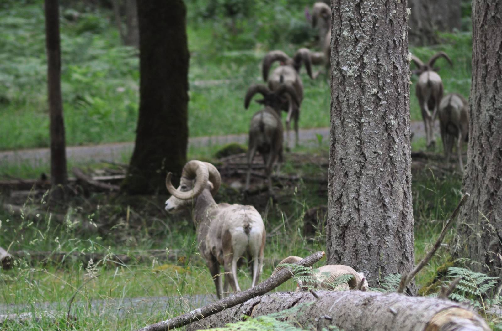 Bighorn Sheep Rams
