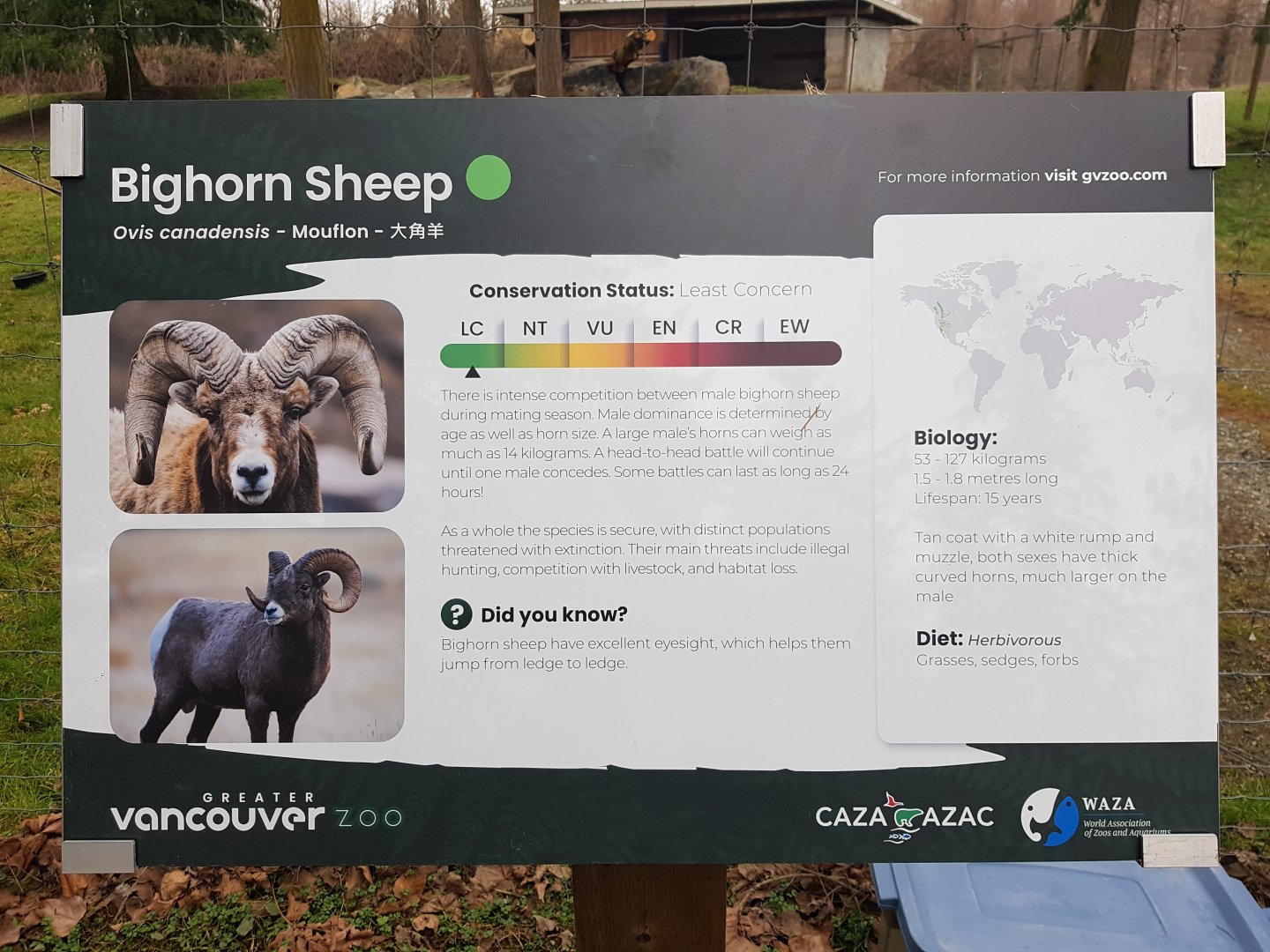 Bighorn Sheep Sign