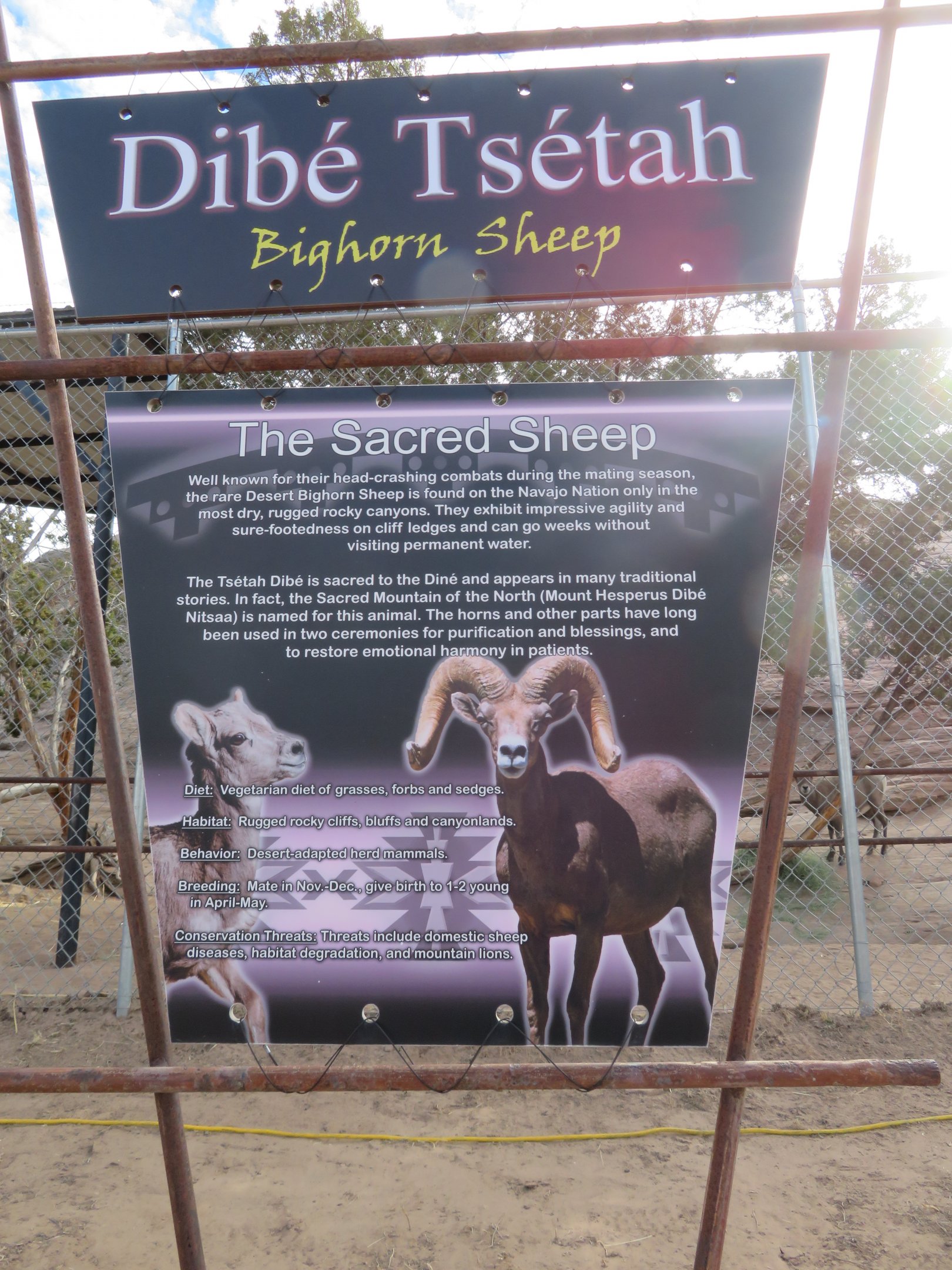 Bighorn Sheep Signage