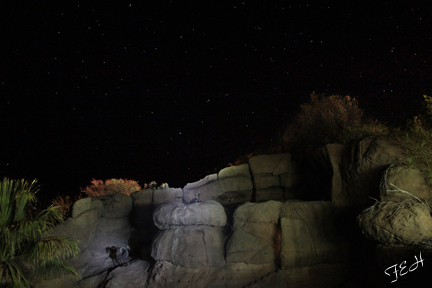 bighorn sheep under the stars