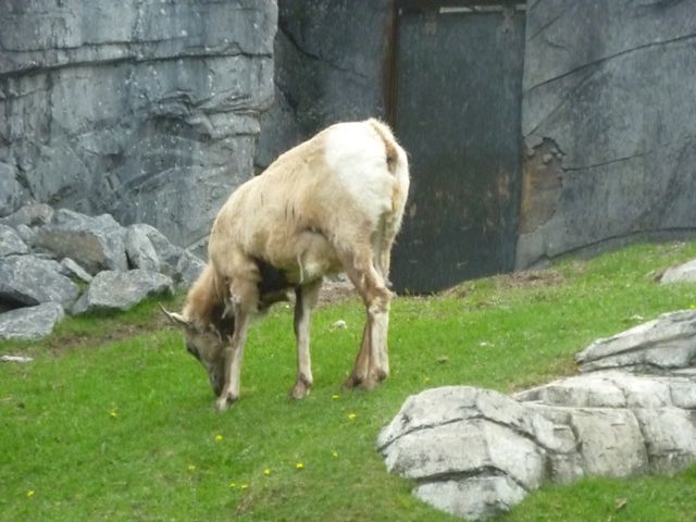 Bighorn Sheep