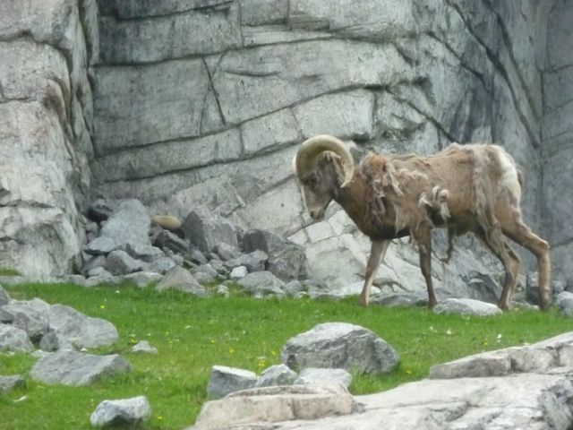 Bighorn Sheep