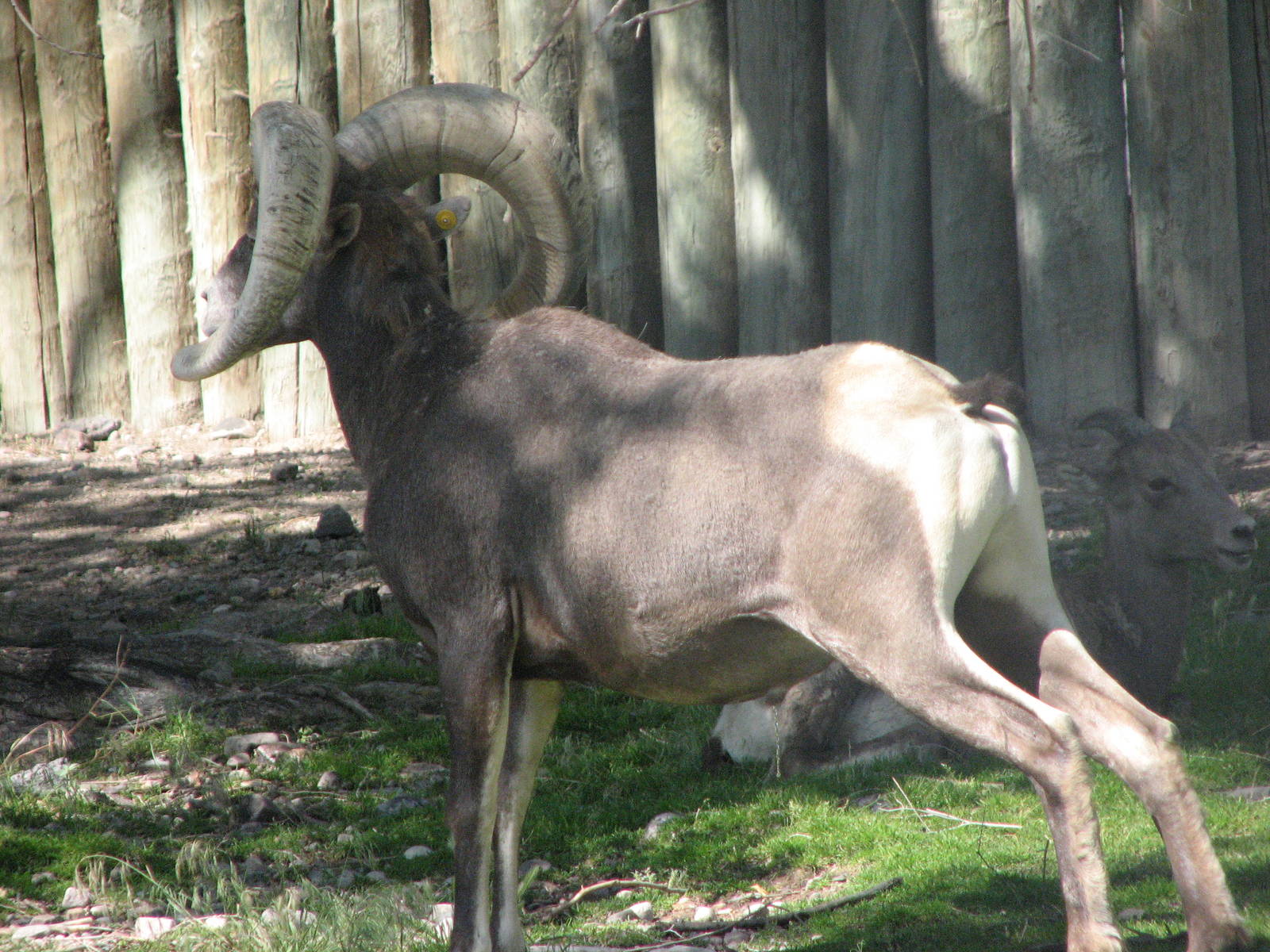 Bighorn Sheep