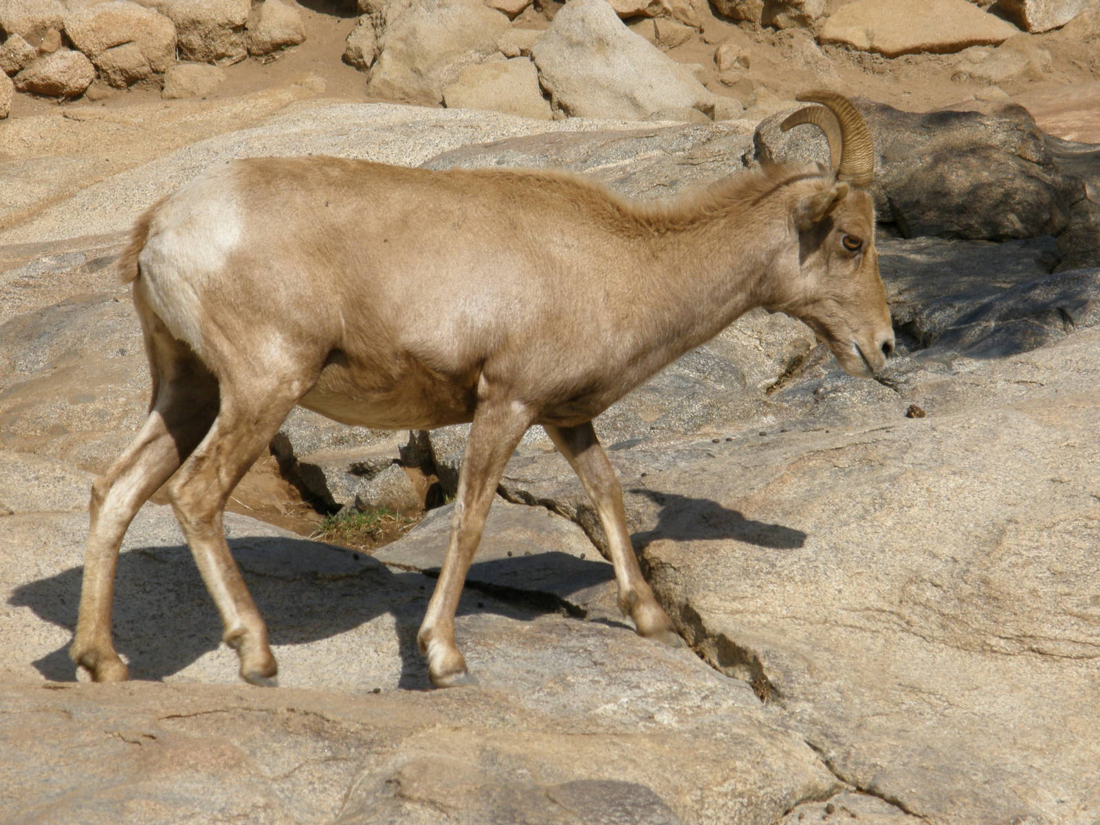 bighorn sheep
