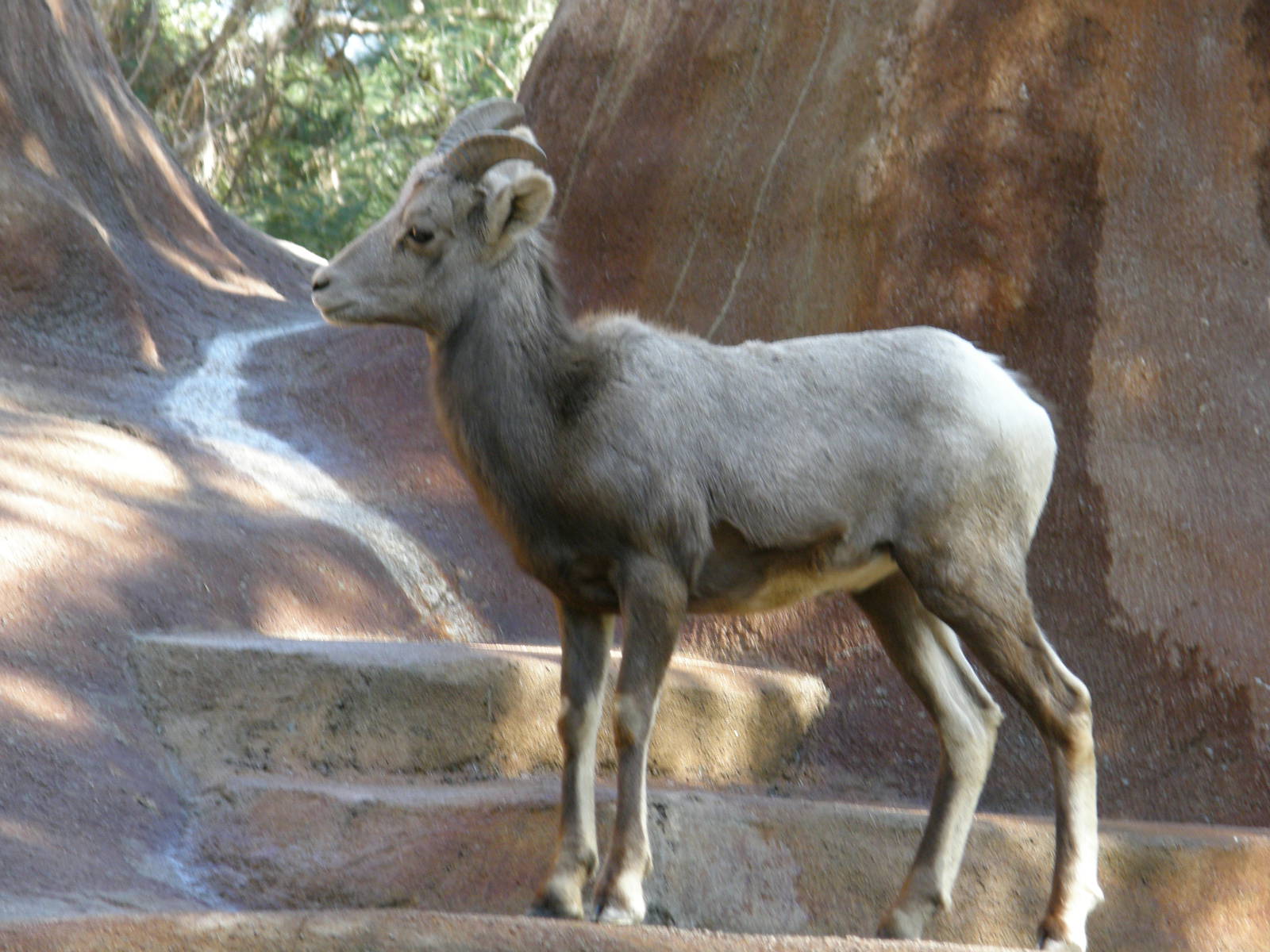 bighorn sheep