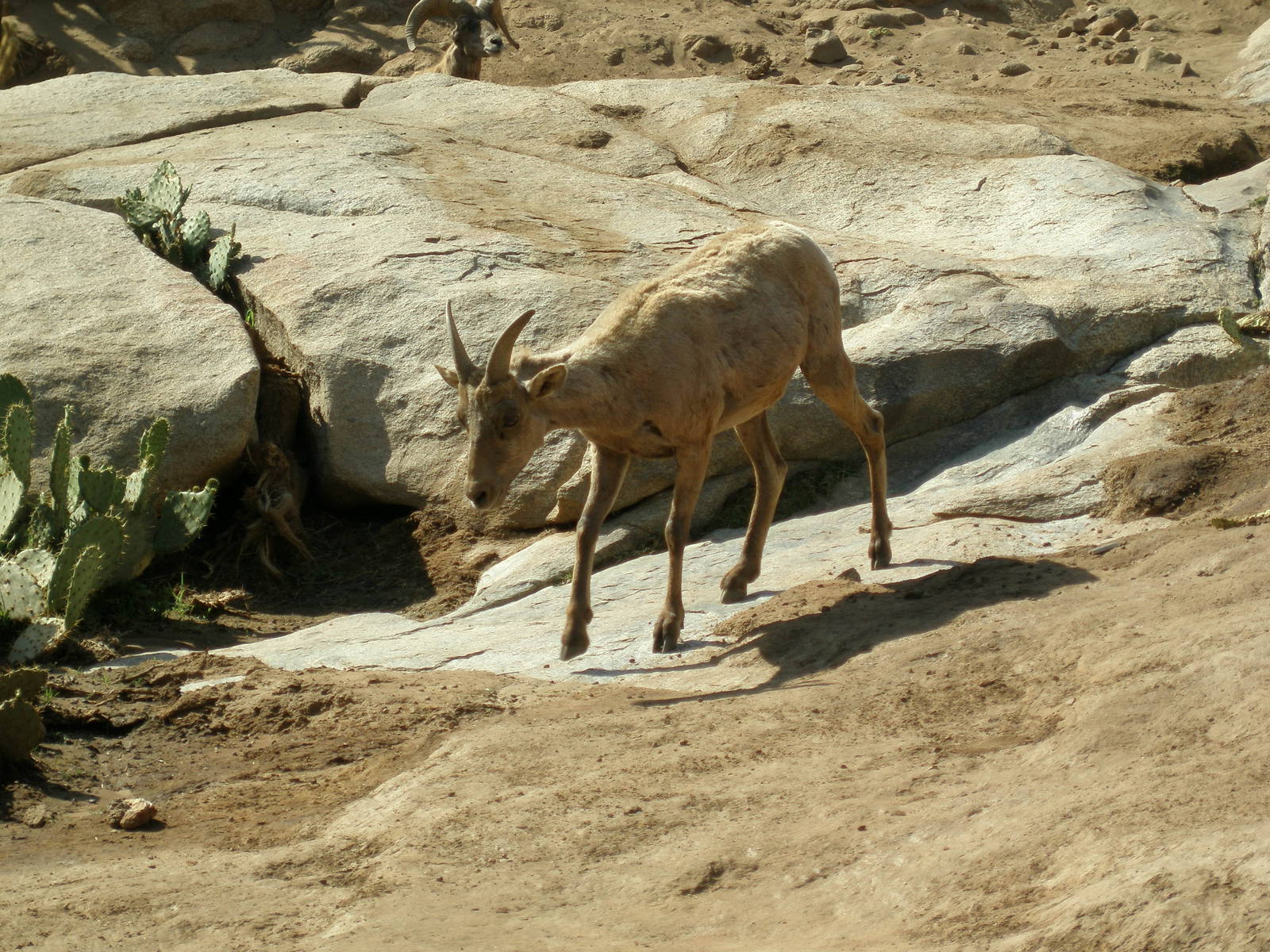 bighorn sheep
