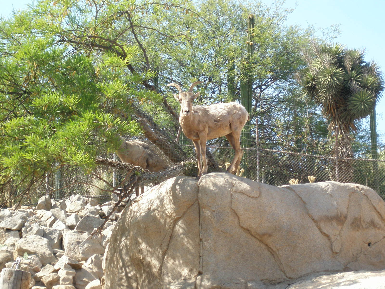 bighorn sheep