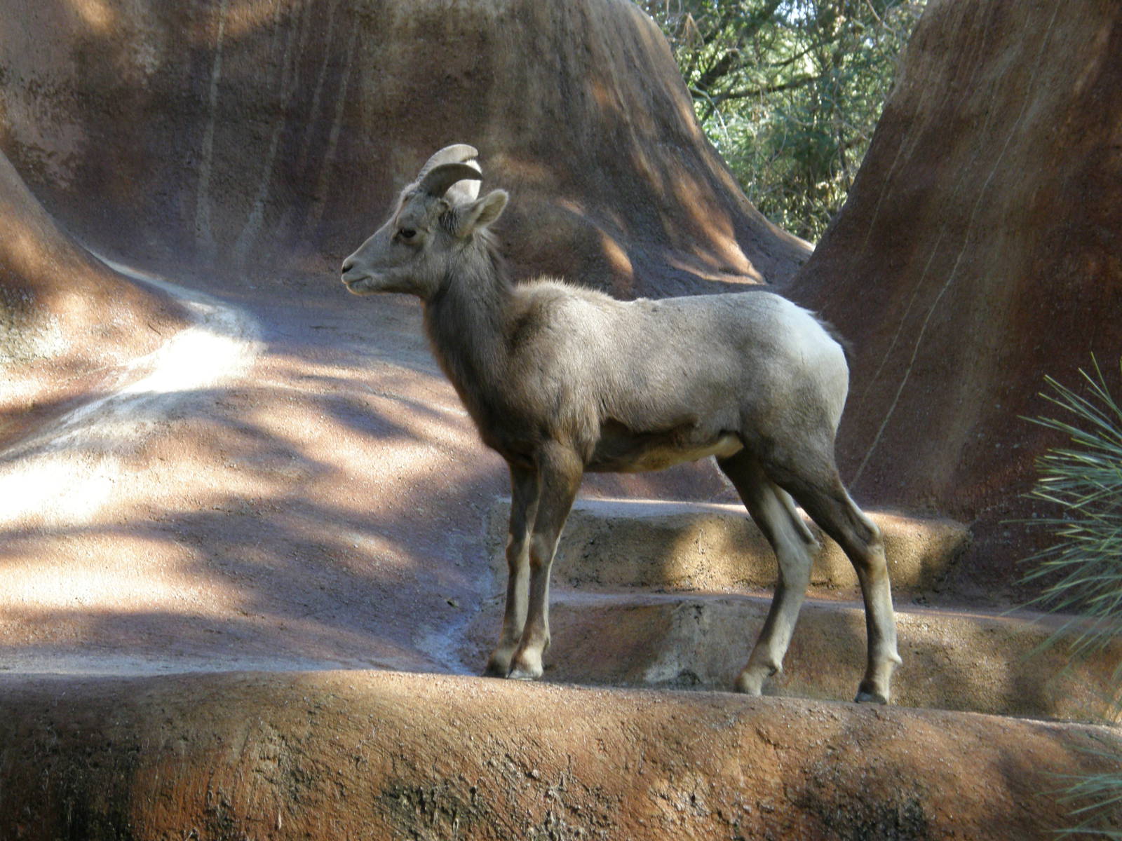 bighorn sheep