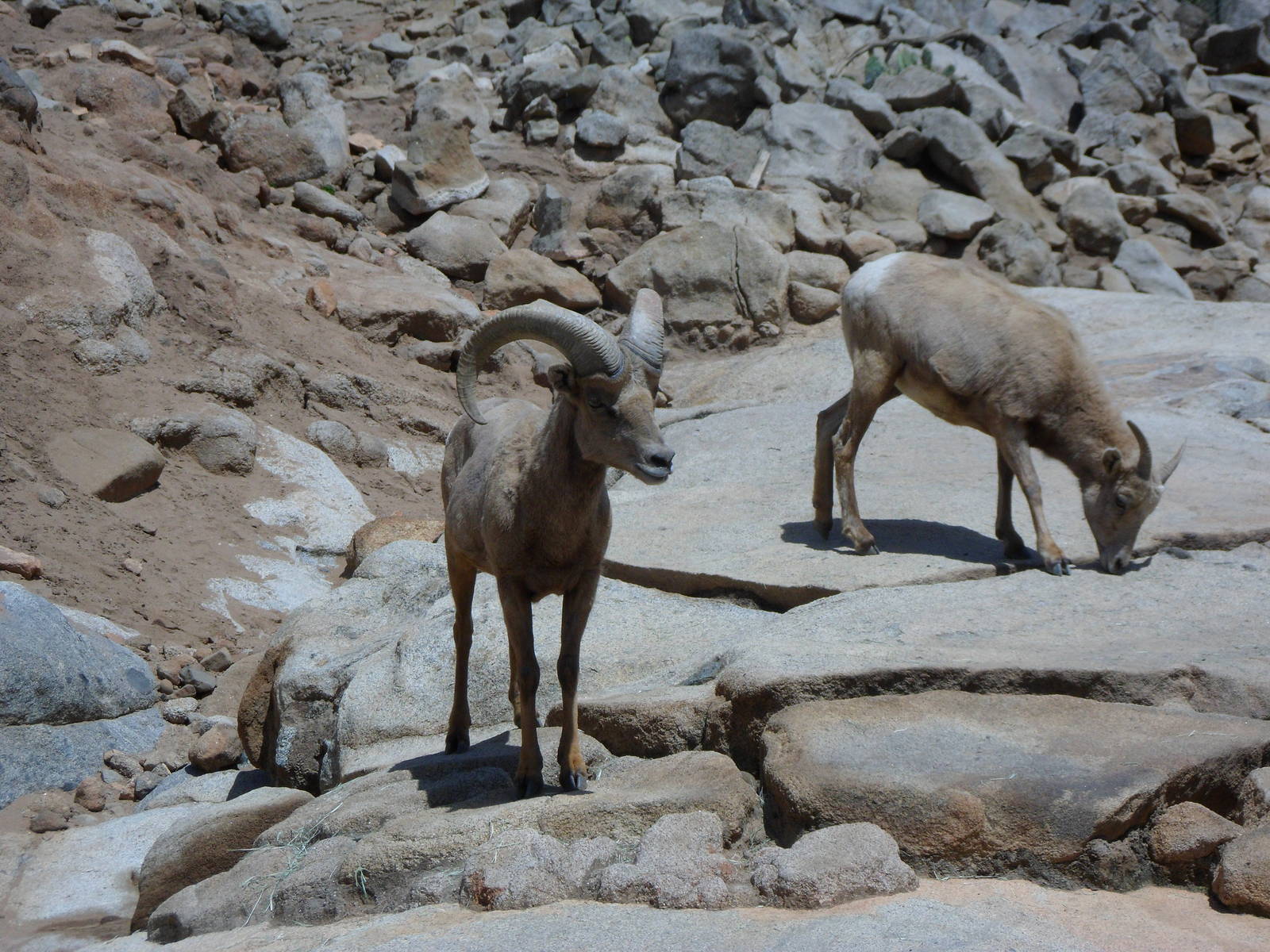 Bighorn Sheep