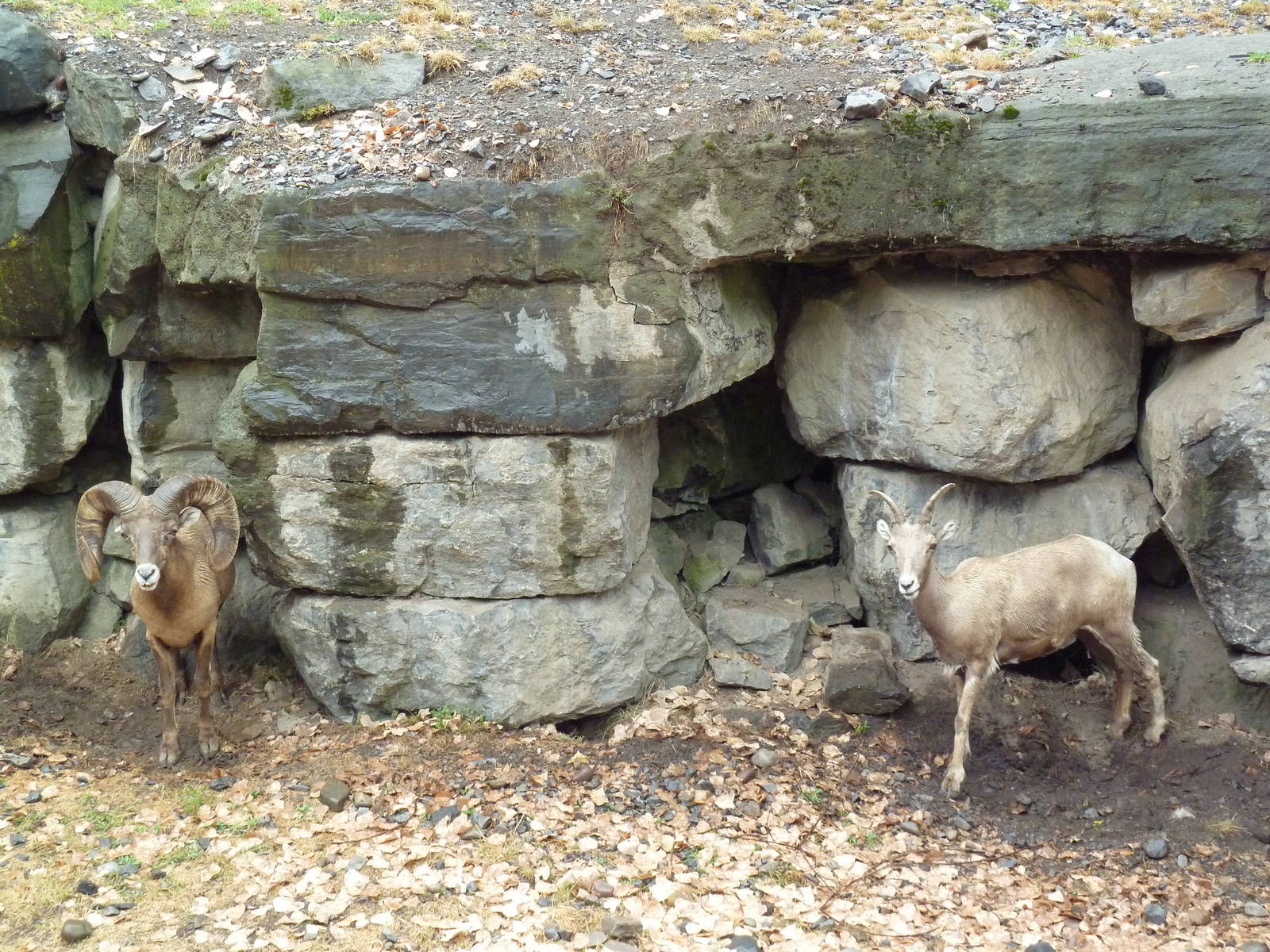 Bighorn Sheep