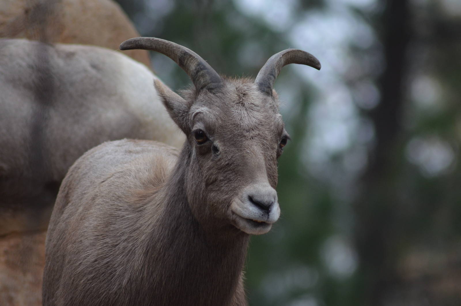 Bighorn Sheep