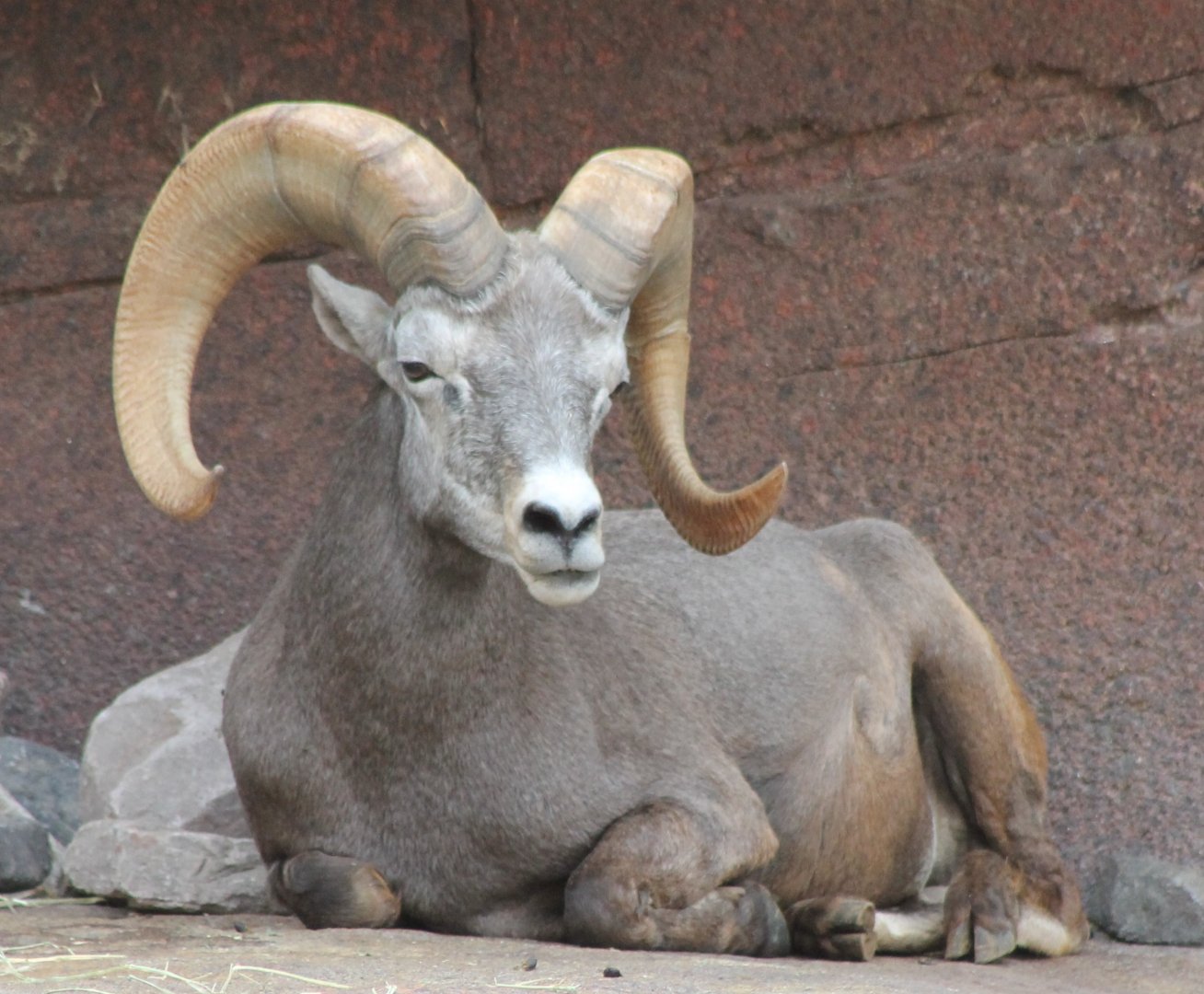 Bighorn sheep