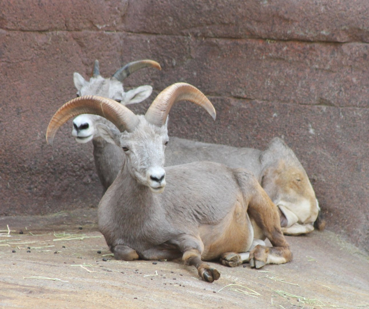Bighorn sheep