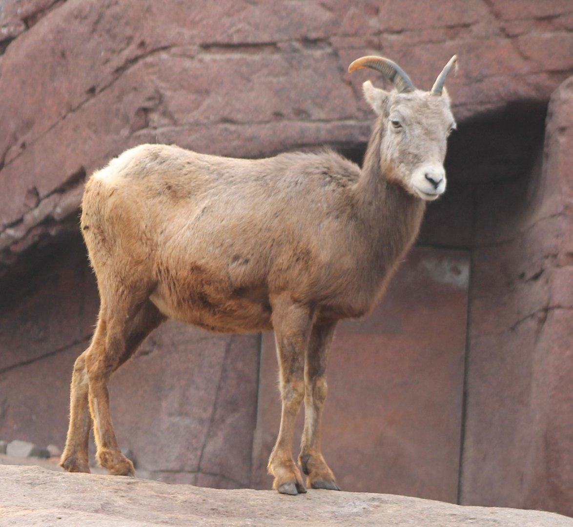 Bighorn sheep