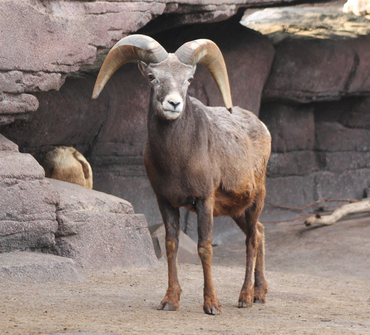 Bighorn sheep