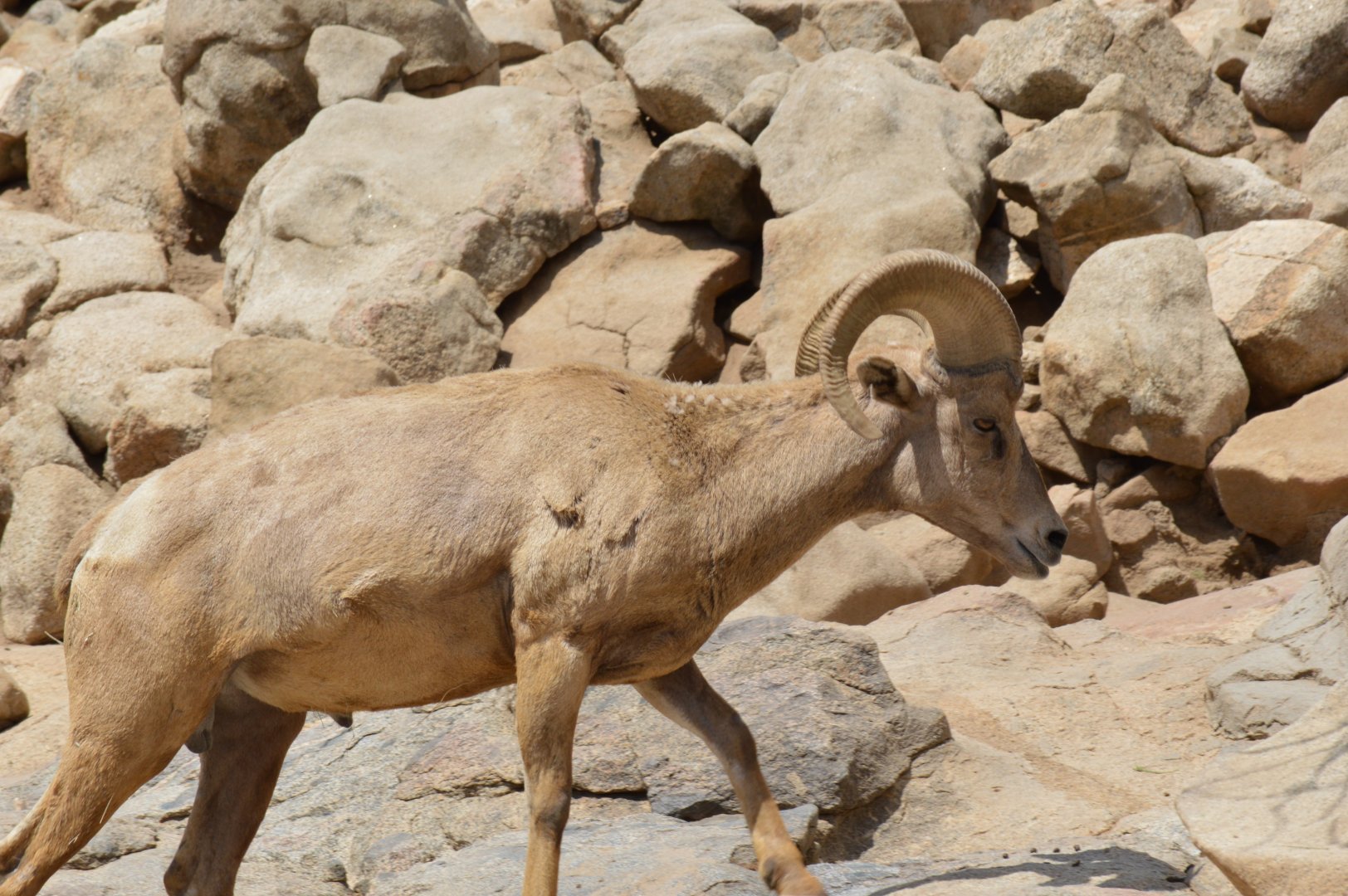 Bighorn Sheep