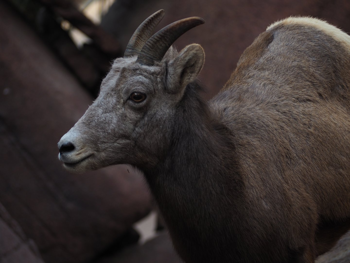 Bighorn Sheep