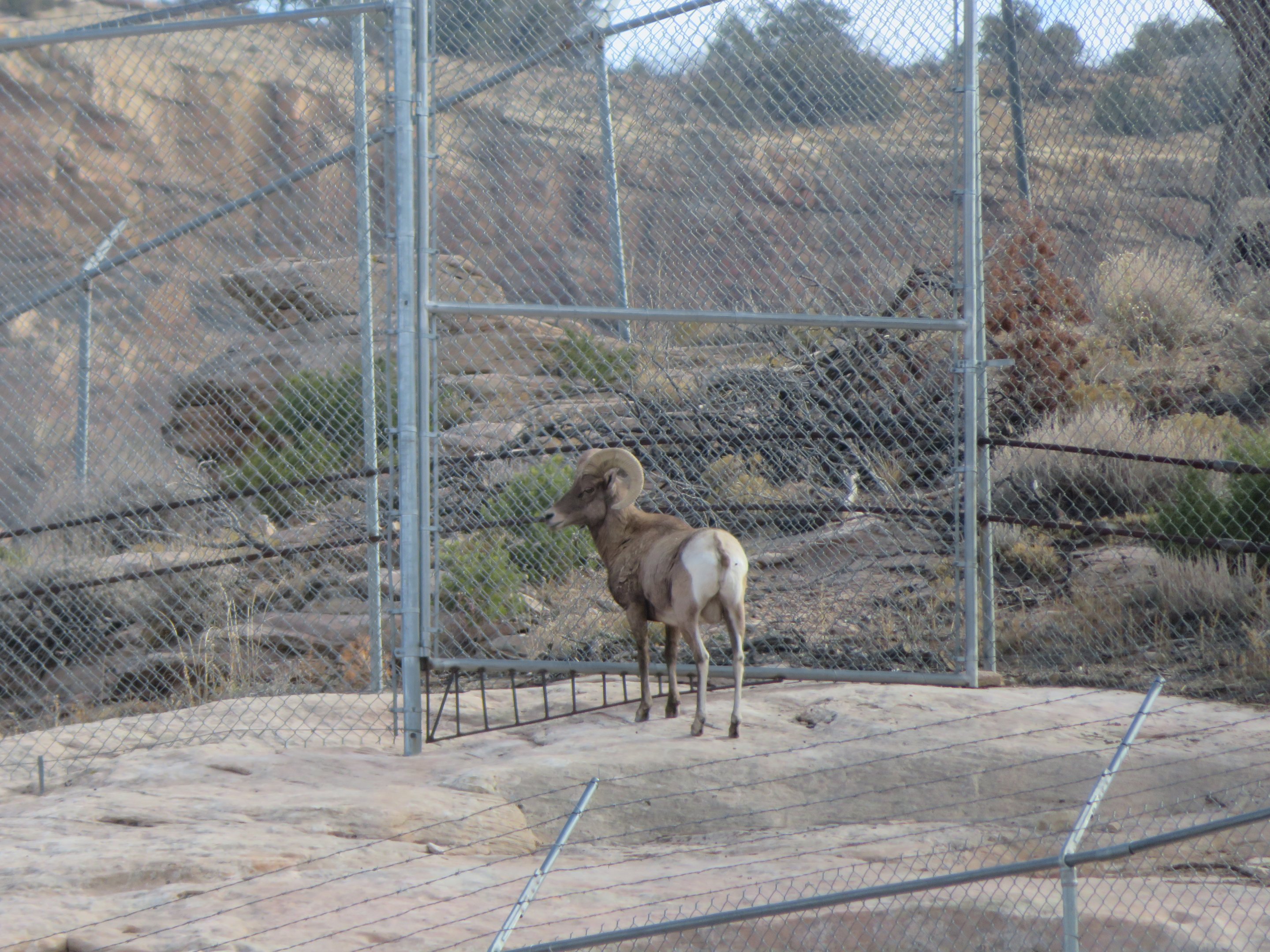 Bighorn Sheep