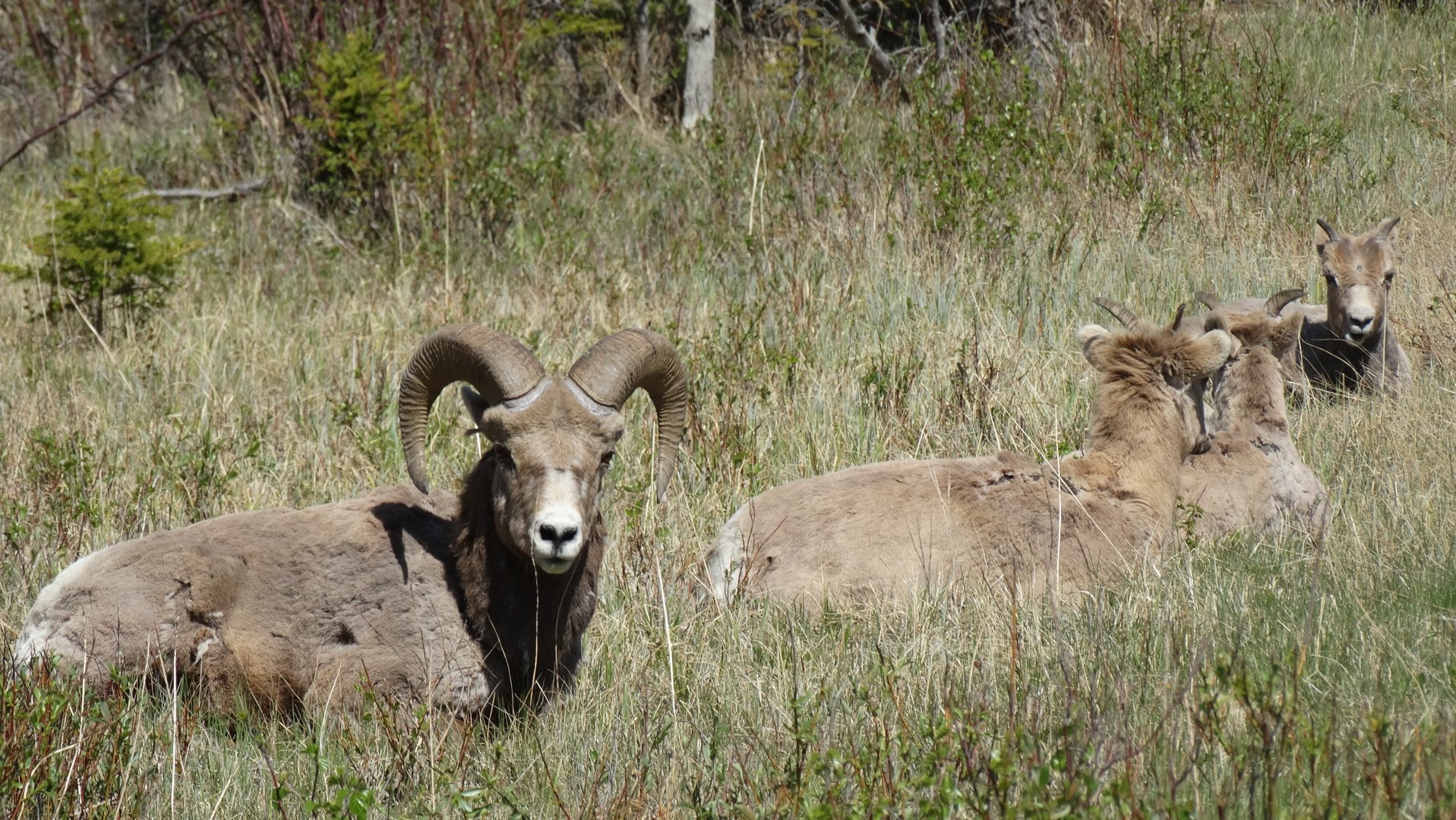 bighorn sheep